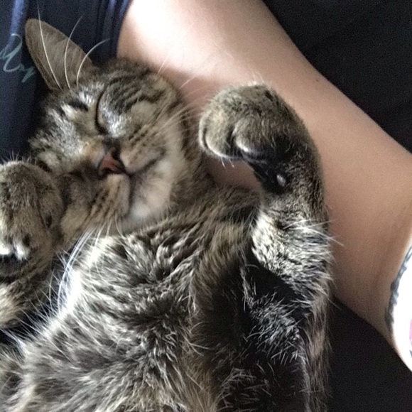 Meet your Posher, Nina - Picture 2 of 2